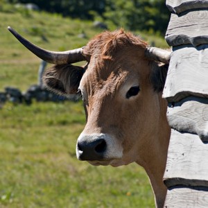 Vache aubrac